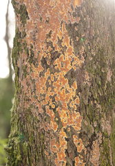 Gloeoporellus merulinus