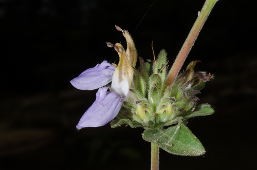 Hygrophila odora image