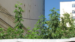 Acer negundo