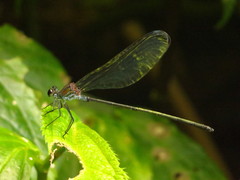 Psolodesmus mandarinus