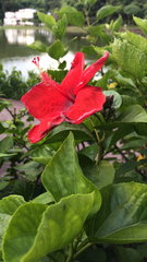 Hibiscus rosa-sinensis