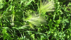 Hordeum jubatum