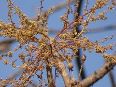 Lannea coromandelica
