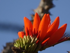 Erythrina stricta