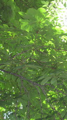 Aesculus hippocastanum