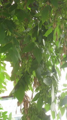 Fraxinus pennsylvanica