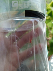 Trombidium holosericeum