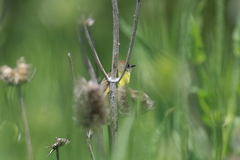 Pseudocolopteryx flaviventris