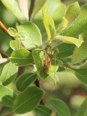 Euphylidorea lineola