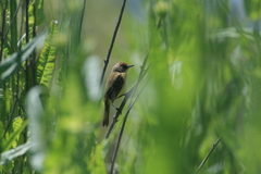 Pseudocolopteryx flaviventris