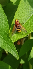 Volucella zonaria
