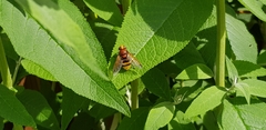 Volucella zonaria