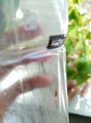 Trombidium holosericeum