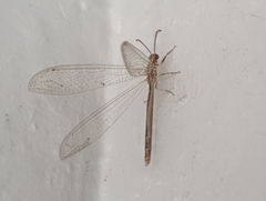 Distoleon tetragrammicus