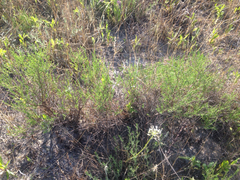 Polygonella americana