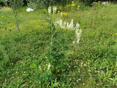 Galega officinalis