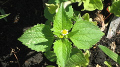 Galinsoga quadriradiata