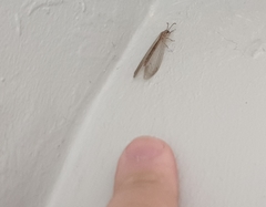 Distoleon tetragrammicus