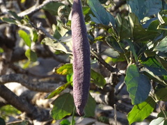 Heterophragma quadriloculare