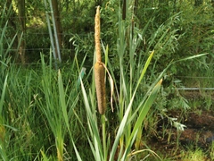 Typha