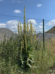 Verbascum × thapsi