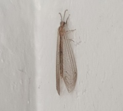 Distoleon tetragrammicus