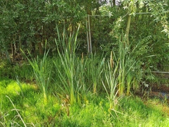 Typha