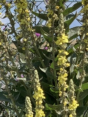 Verbascum × thapsi