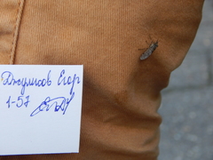 Haematopota pluvialis