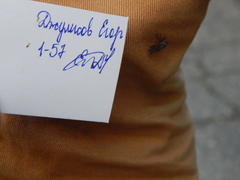 Haematopota pluvialis