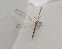 Distoleon tetragrammicus