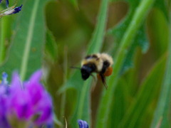 Bombus sichelii