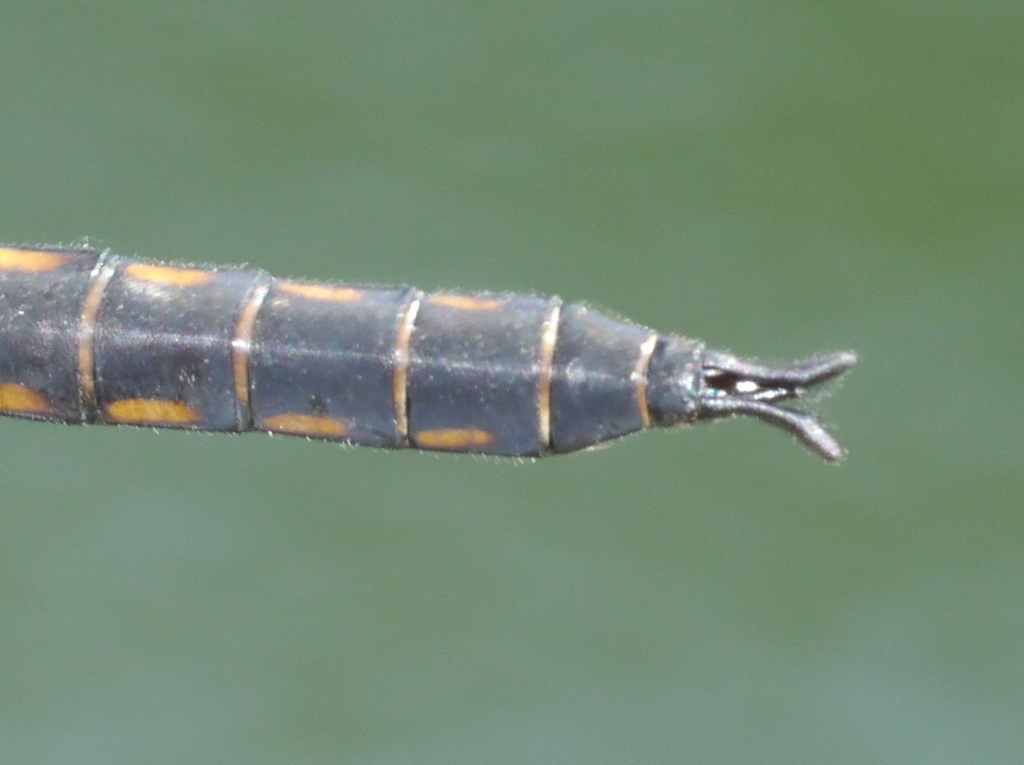 Slender Baskettail