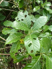 Tarenna pavettoides