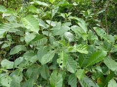 Tarenna pavettoides