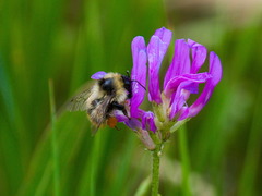 Bombus sichelii