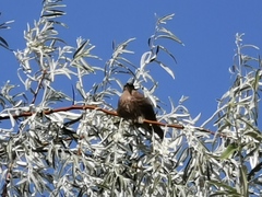 Sturnus vulgaris