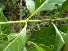 Tarenna pavettoides