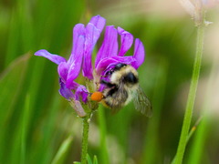 Bombus sichelii