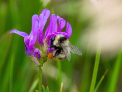 Bombus sichelii