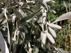 Elaeagnus angustifolia