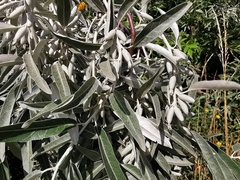 Elaeagnus angustifolia