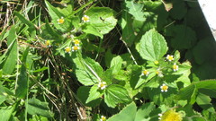 Galinsoga quadriradiata
