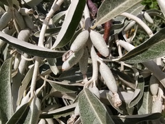 Elaeagnus angustifolia