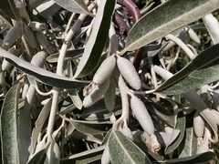 Elaeagnus angustifolia