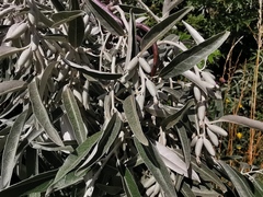 Elaeagnus angustifolia