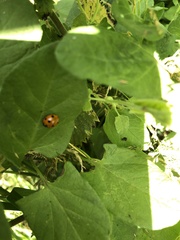 Coccinella septempunctata