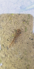 Hyla flaviventris