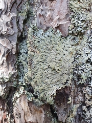 Hypogymnia farinacea