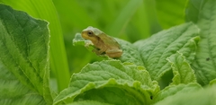Hyla flaviventris